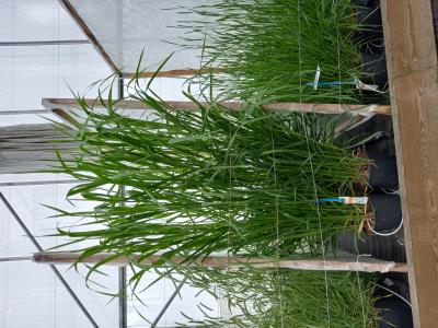 Click for 1 image(s) for this accession.